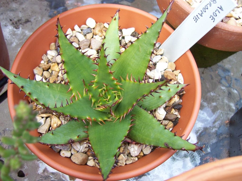 aloe_broomii