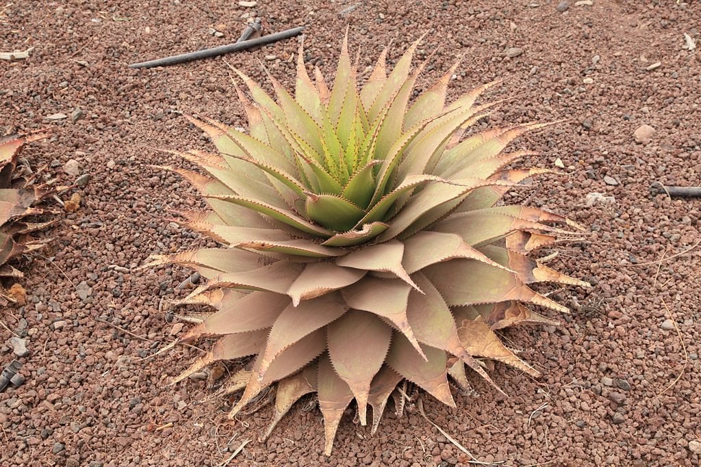 aloe_broomii