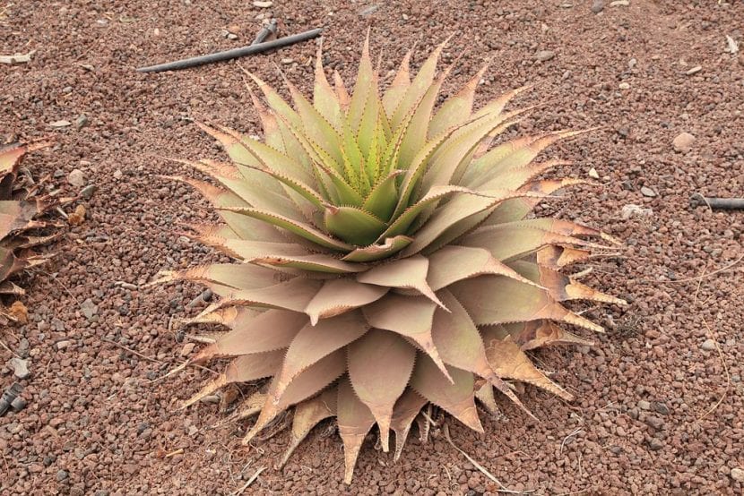 Roseta compacta de Aloe broomii con dientes marginales marcados