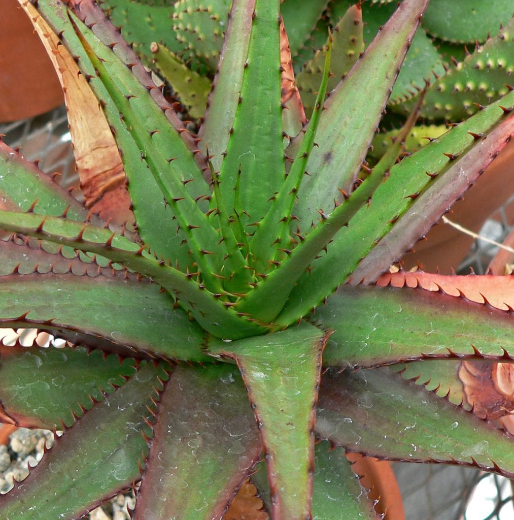 Aloe broomii var. tarkaensis