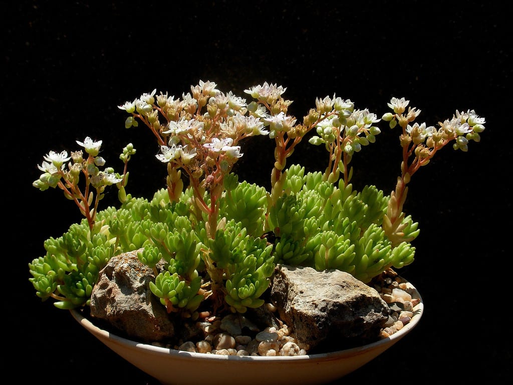 Sedum hirsutum