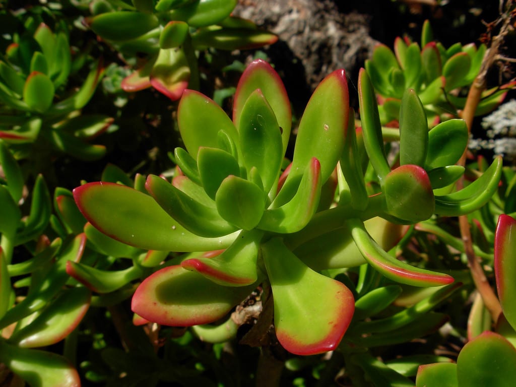 Sedum praealtum