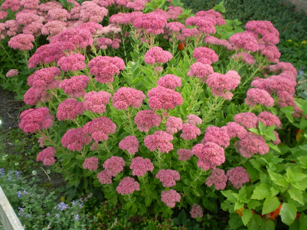 Sedum spectabile