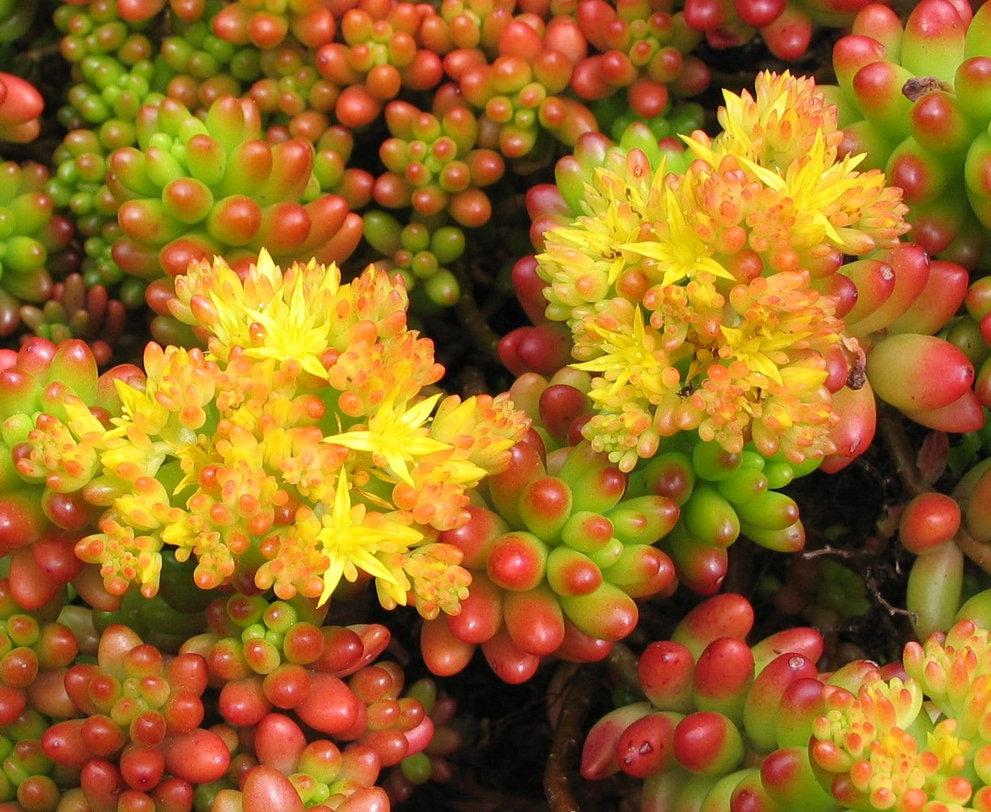 Variedades de Sedum: tapizantes y matas erectas