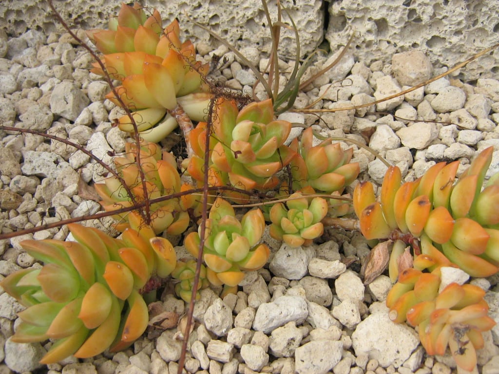 Sedum adolphi