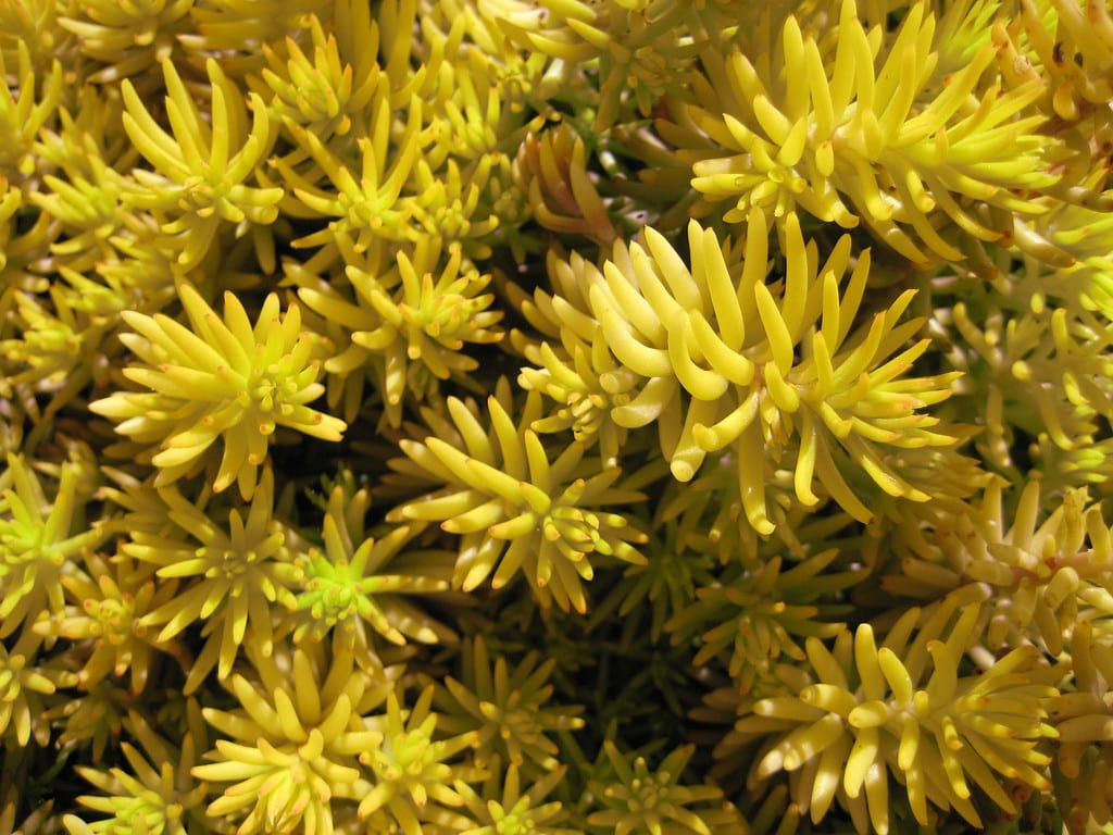 Sedum rupestre ''Angelina''