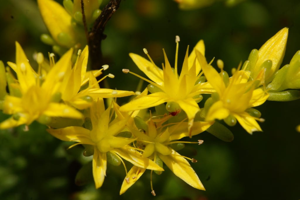 Sedum sexangulare