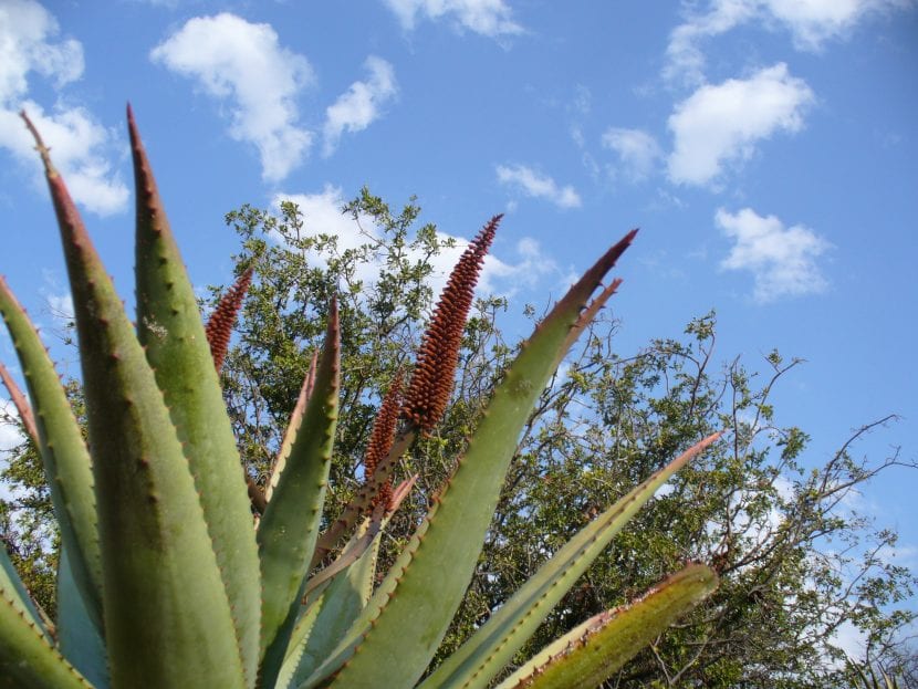 Aloe ferox
