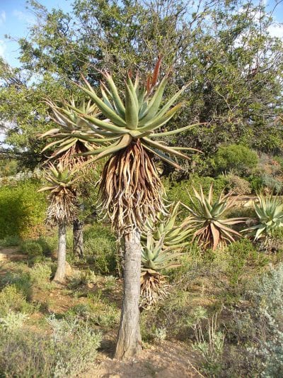Ejemplar adulto de Aloe ferox