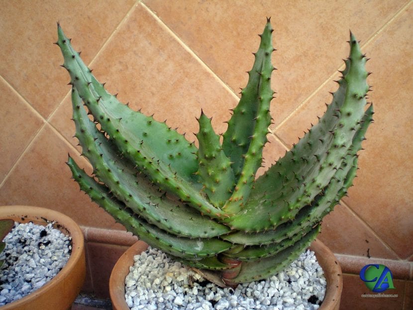 Ejemplar joven de Aloe ferox