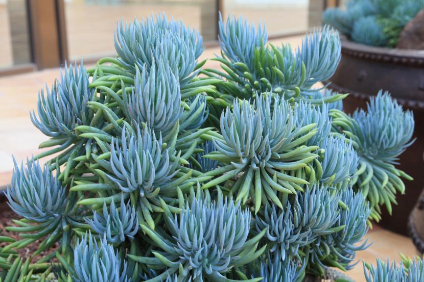 Senecio mandraliscae