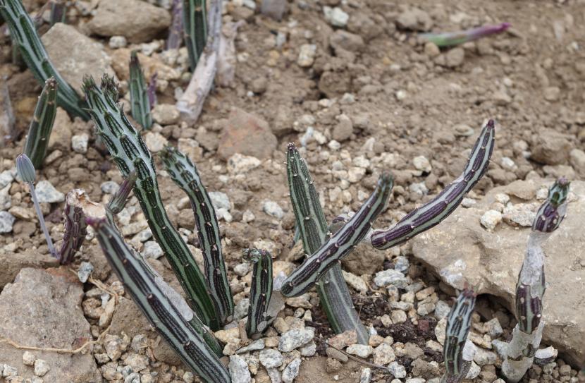 Senecio stapeliiformis