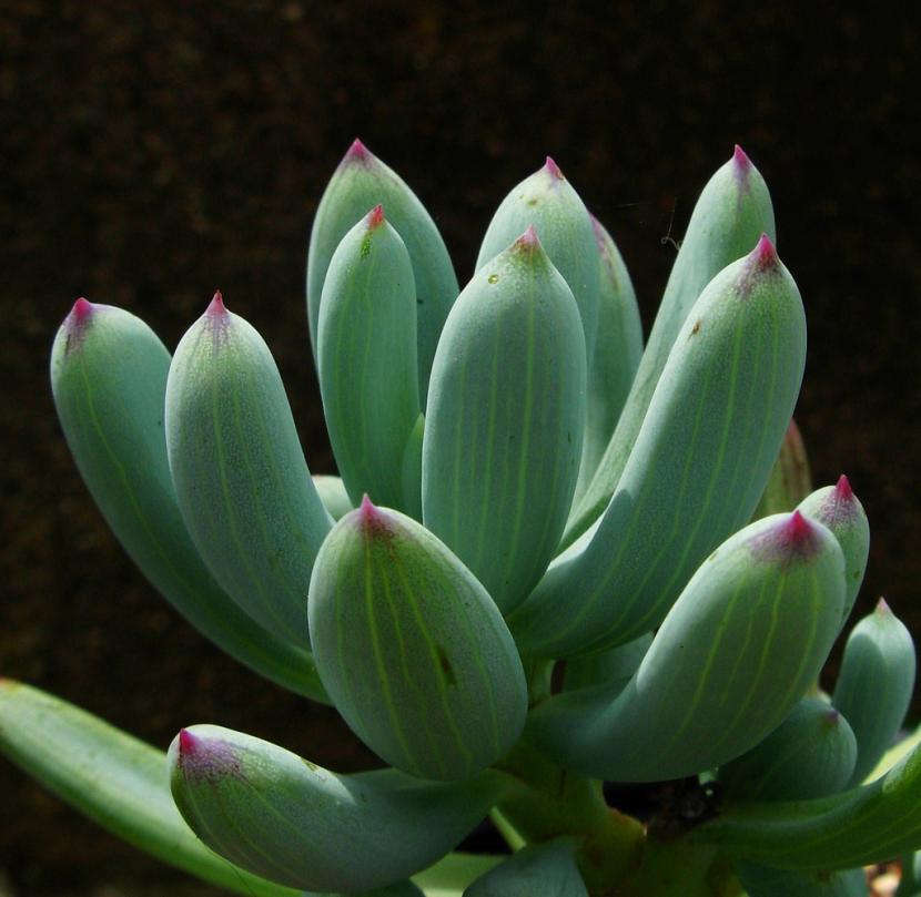 Senecio serpens
