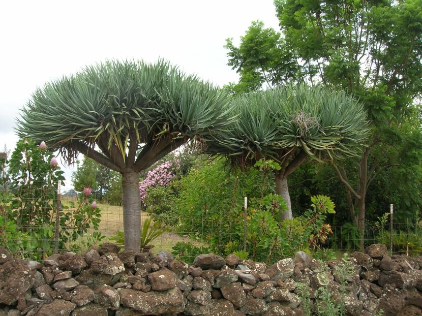 Dracaena draco