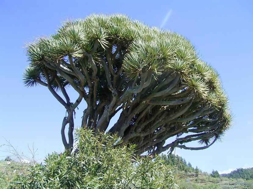 Ejemplar de Dracaena draco