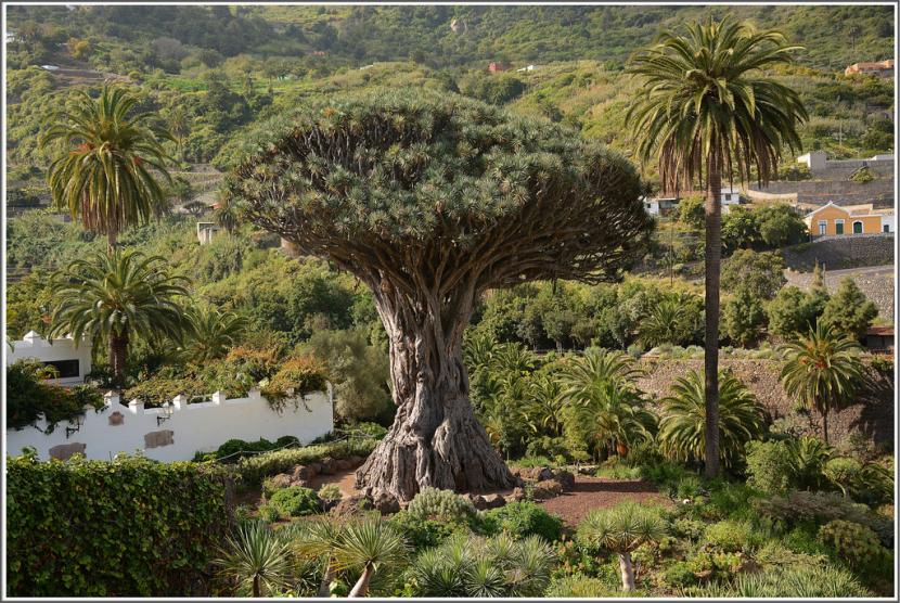 Drago en Tenerife