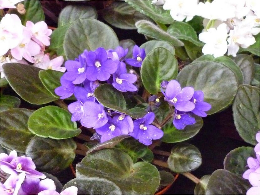 Violeta africana: cuidados, riego y floración continua