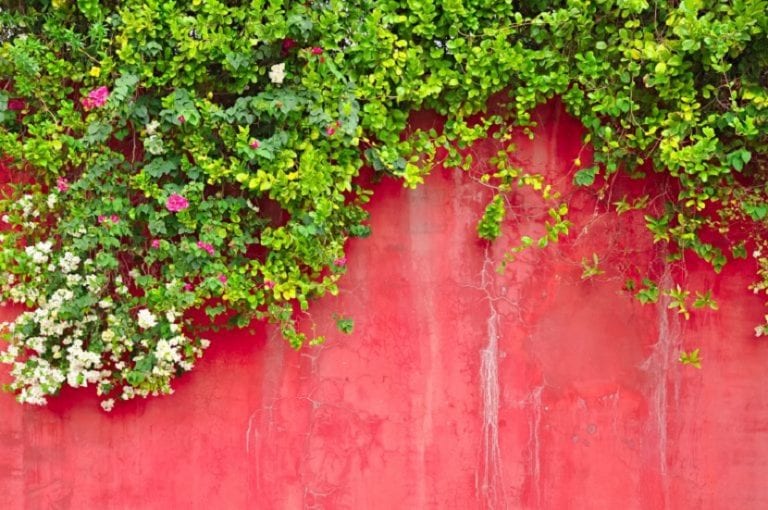 Enredadera cubriendo una pared