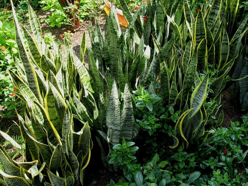 Cuidados de la sansevieria: riego, luz y por qué pierde el variegado