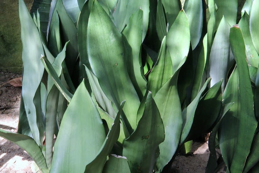 Sansevieria