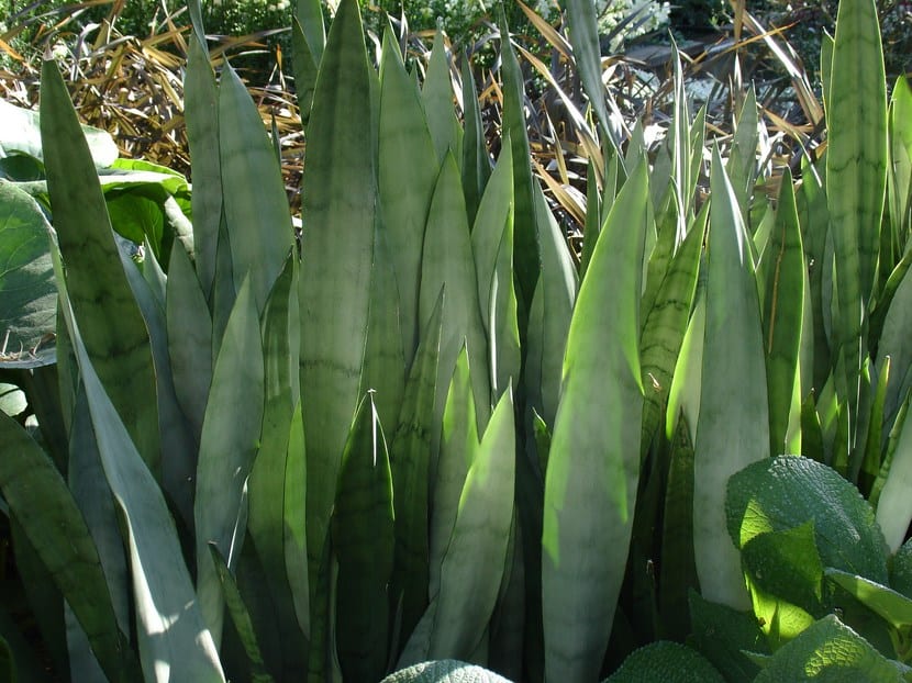 Sansevieria