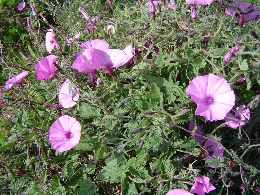 arbusto o enredadera con flores rosas
