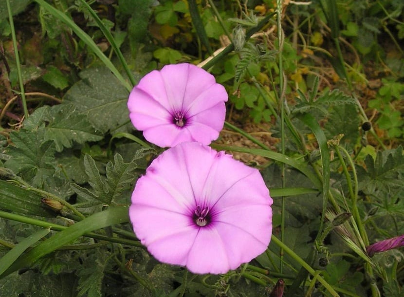 dos flores rosas de diferentes tamano pero que nacen del mismo arbusto