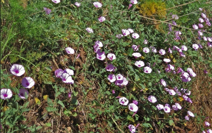 enredadera que cuenta con flores de pequeno tamano