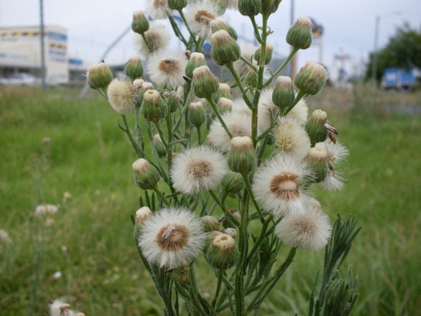 Las semillas de la Conyza son plumosas