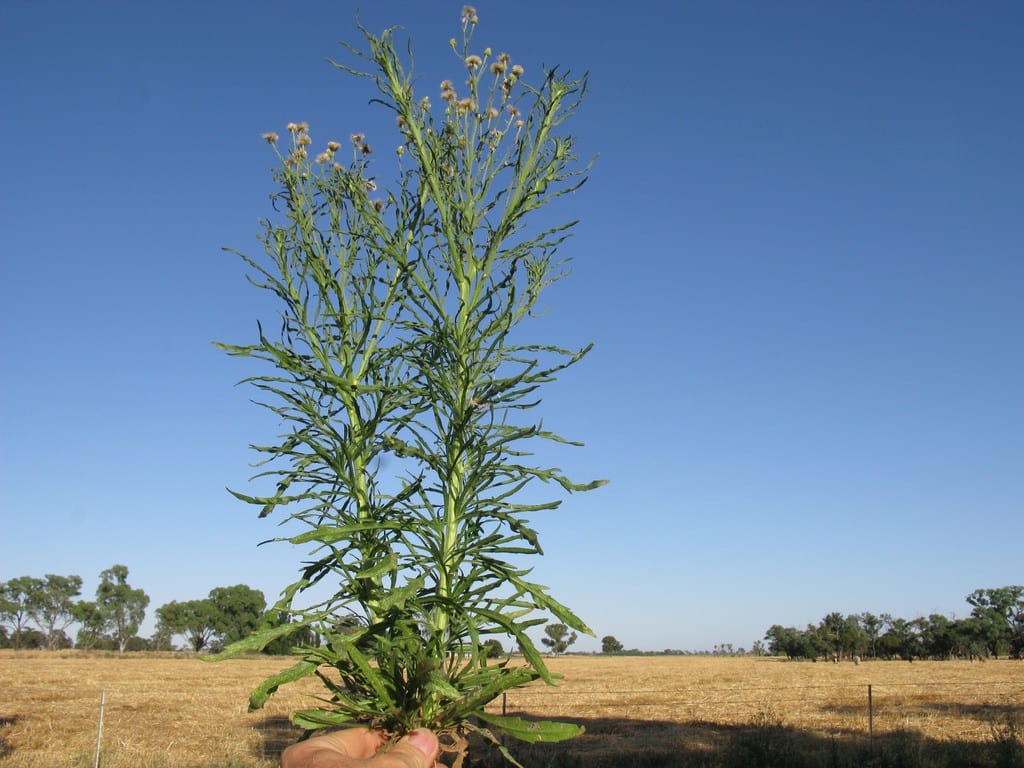 Planta de Conyza bonariensis con sus capítulos y hojas estrechas
