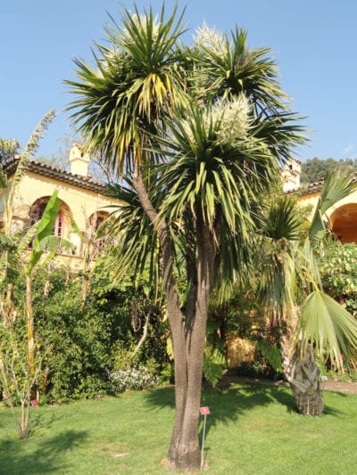 Cordyline australis