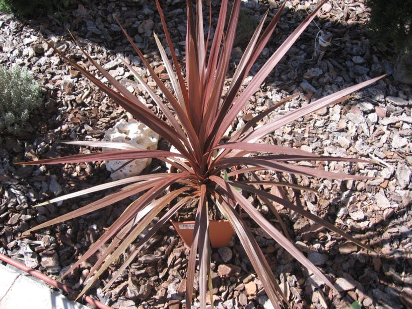 Cordyline australis 'Red Star'