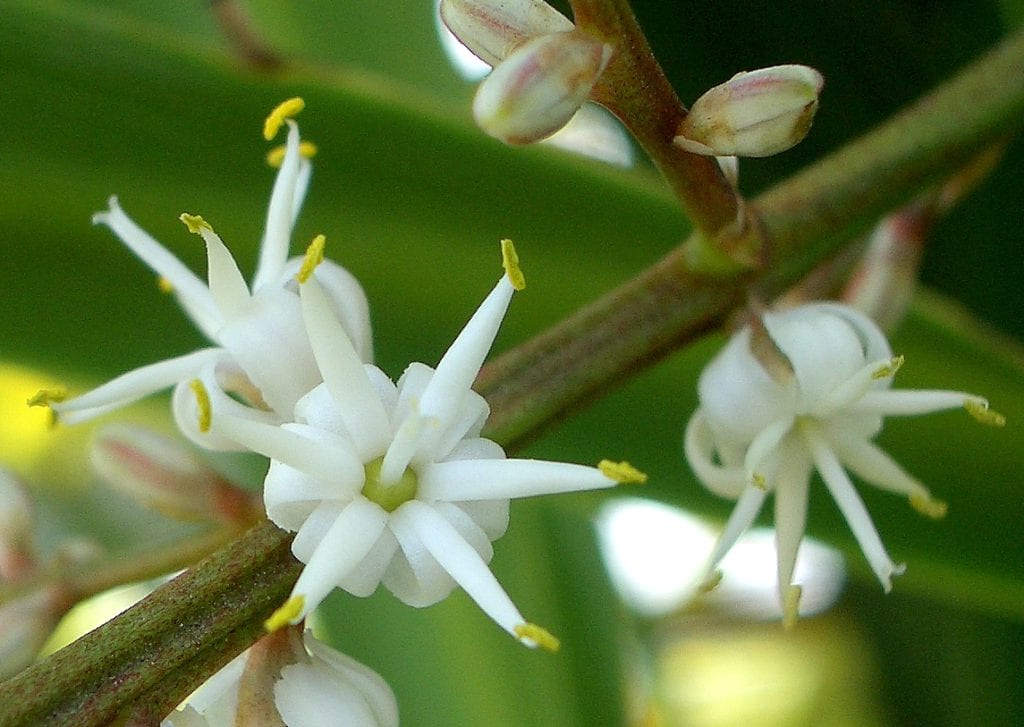 Flores de Cordyline australis