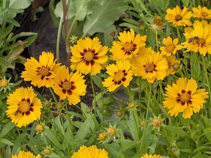 es una flor silvestre de la familia de  la Asteraceae