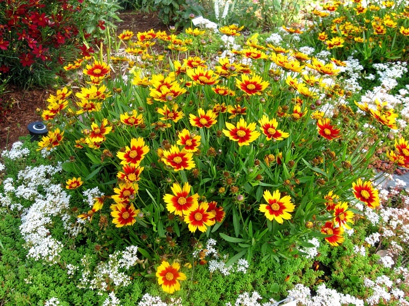 Plagas y enfermedades de la Coreopsis lanceolata