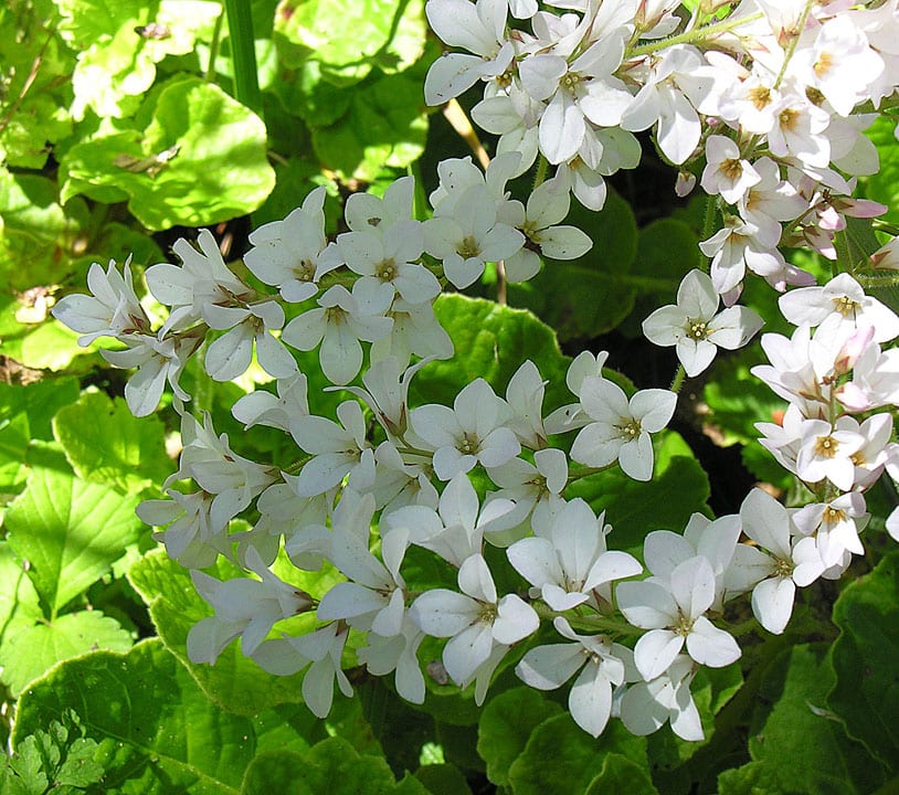 Francoa sonchifolia