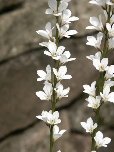 Flores de Francoa