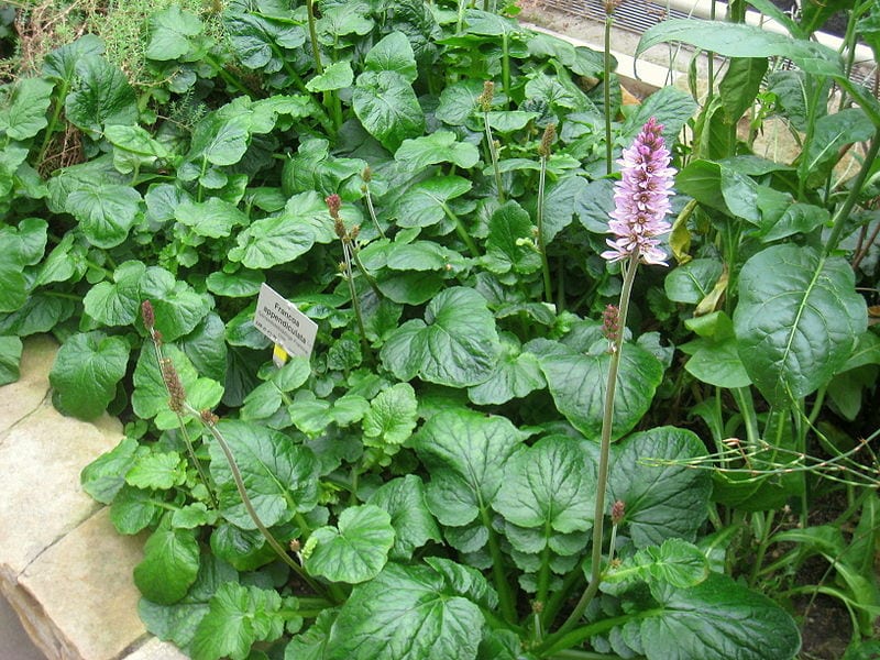 Francoa