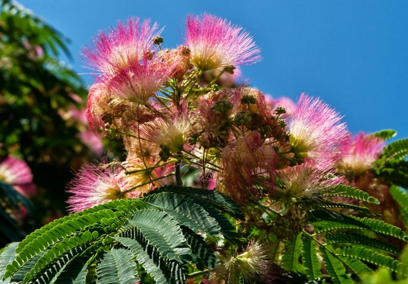 Albizia julibrissin
