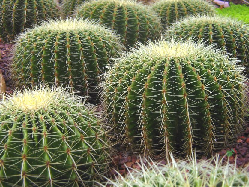 Echinocactus grussonii