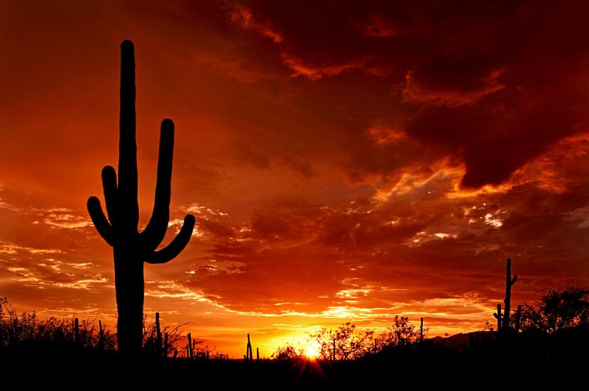 Saguaro