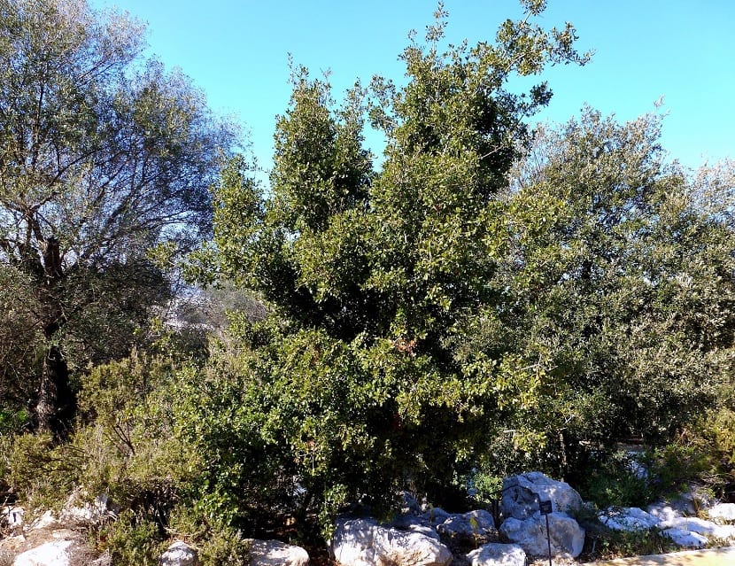 Coscoja (Quercus coccifera): cómo es, dónde vive y cultivo