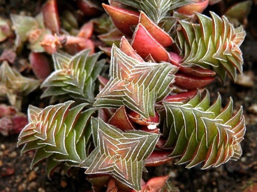 Crassula capitella 