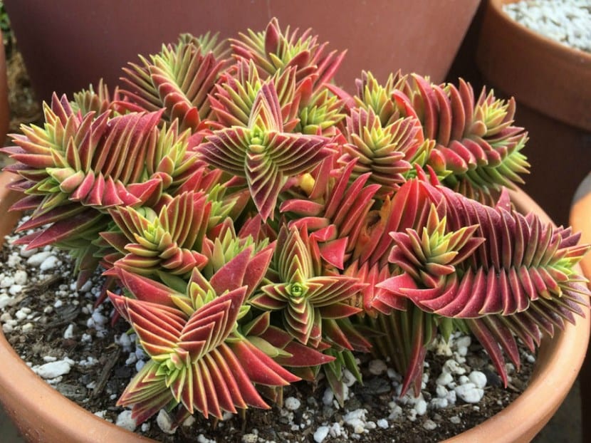 Crassula capitella o Llama de Fuego