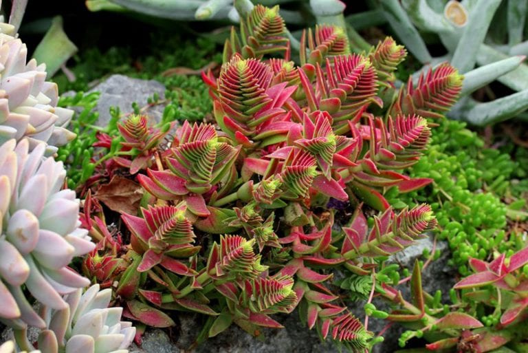 Mata de Crassula capitella con tallos descolgados y hojas verdes y rojas