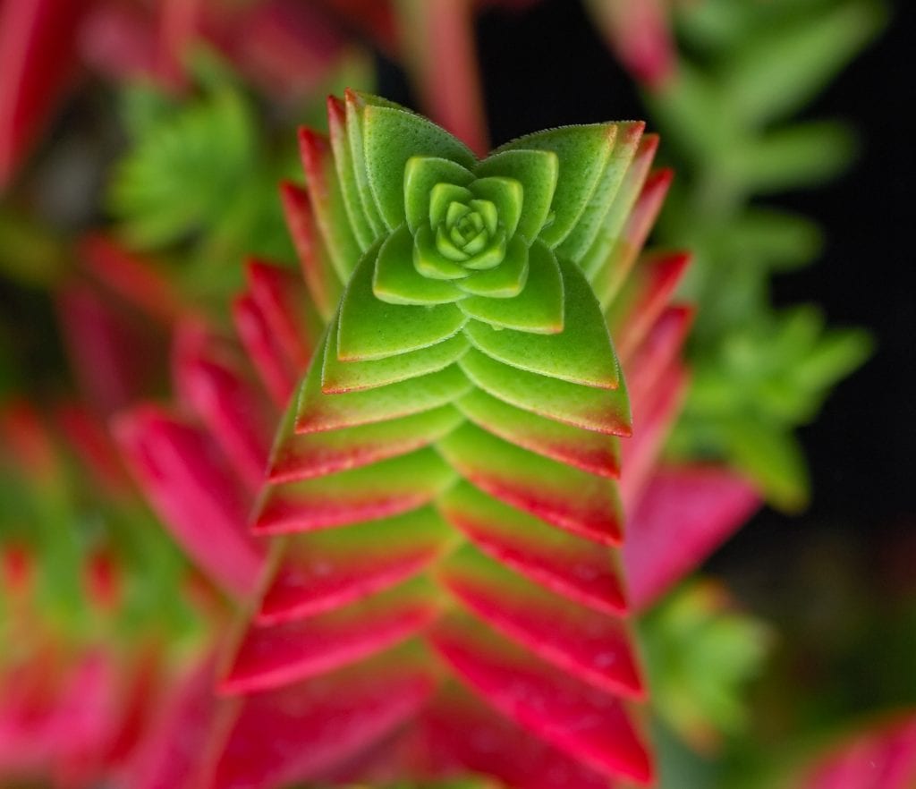 Crassula capitella