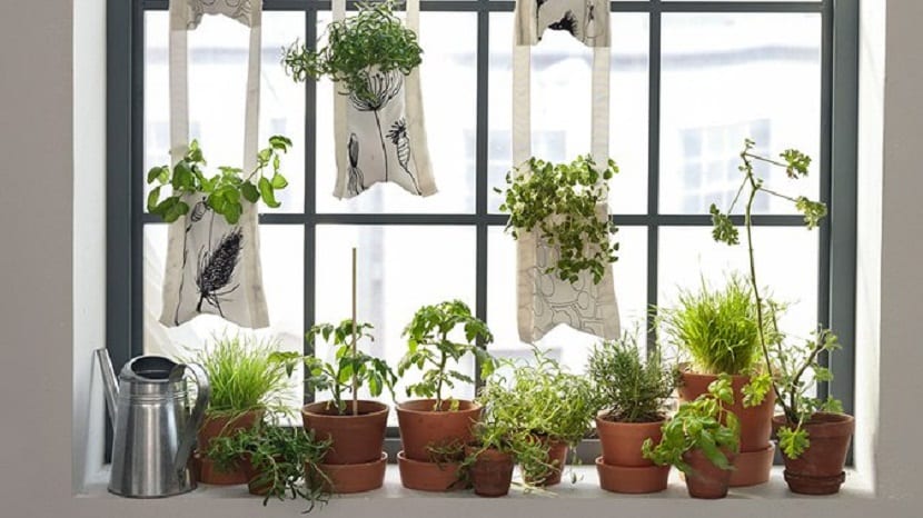 Crear un jardin en una ventana