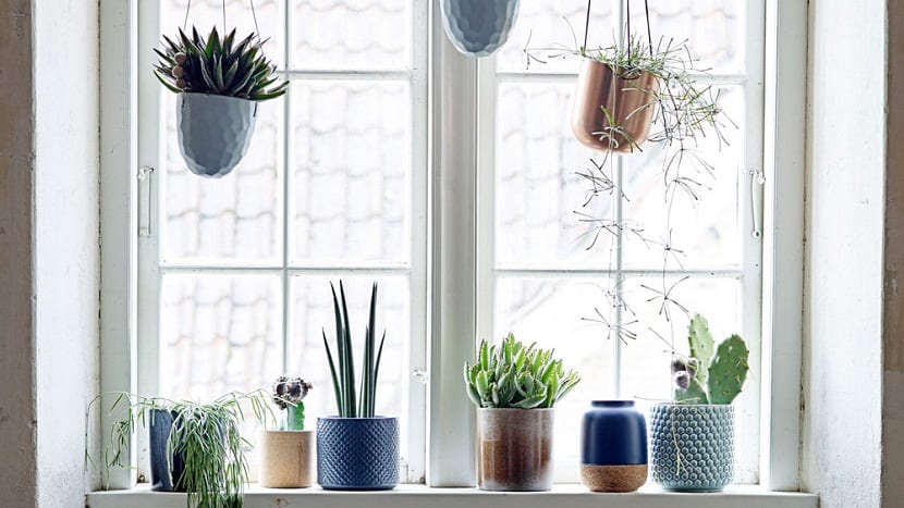colocar plantas que cuelgan en la ventana