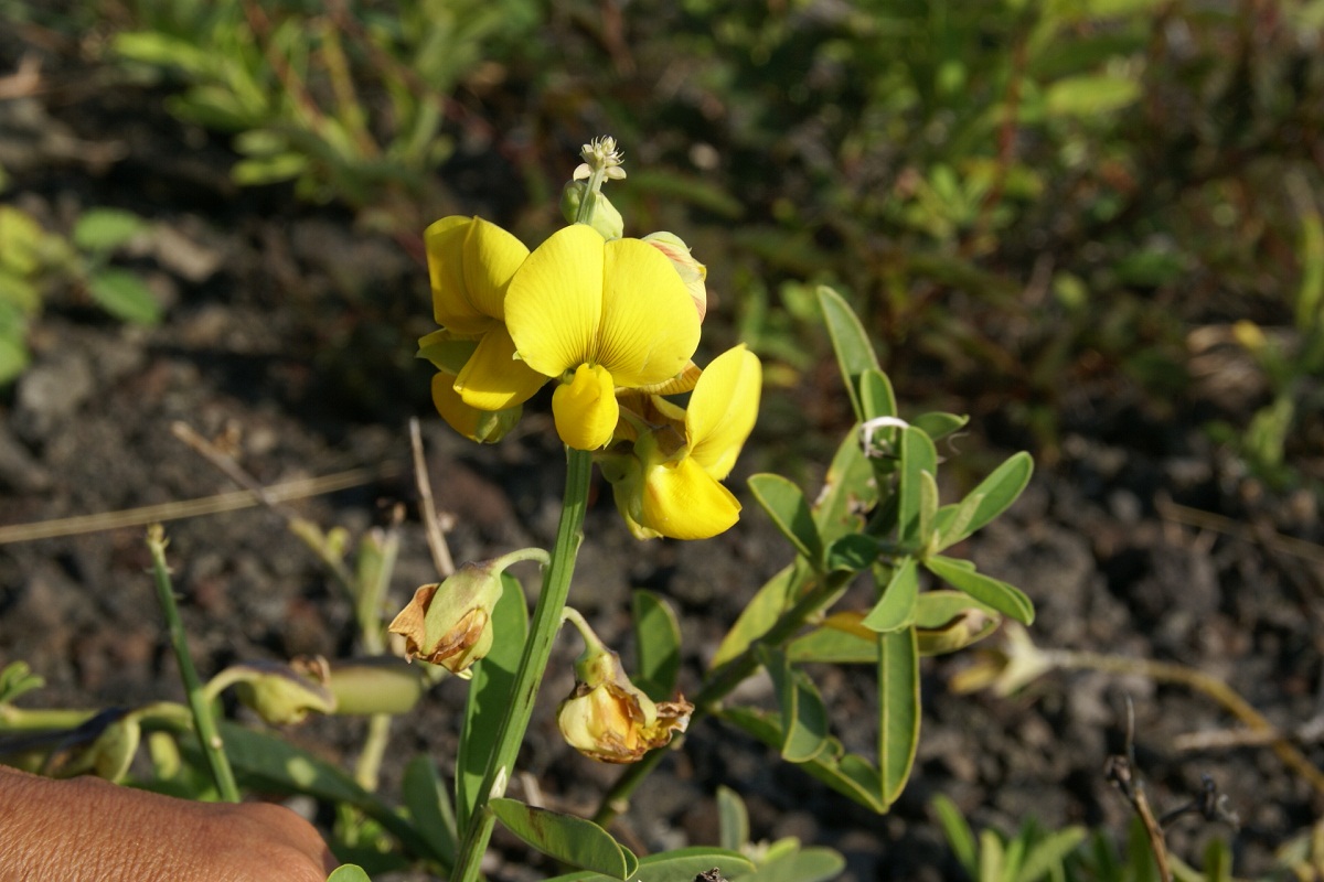 flor amarilla que nace del arbusto de la Crotalaria