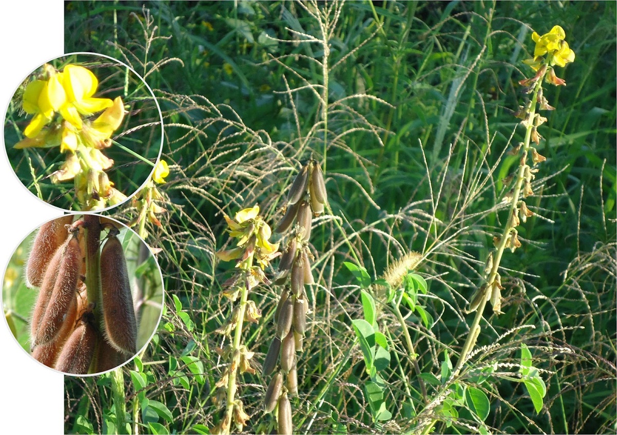 imagen de las flores que nacen de la Crotalaria